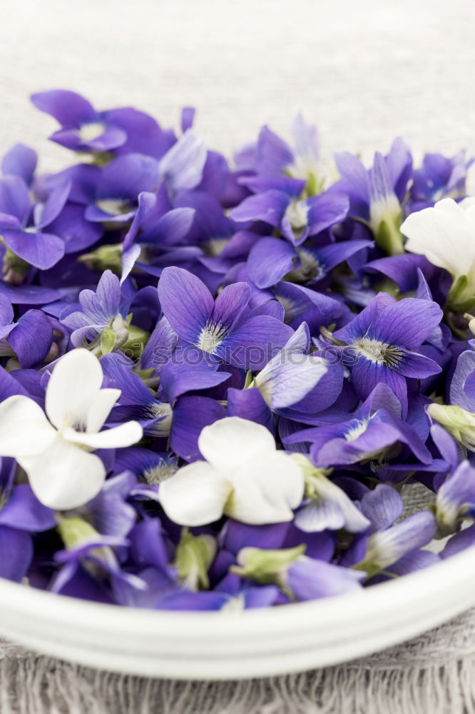 Similar – Image, Stock Photo purple flowers Blossom