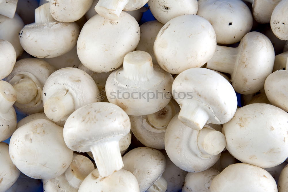 Similar – Image, Stock Photo Champignon Mushrooms on an old wooden table