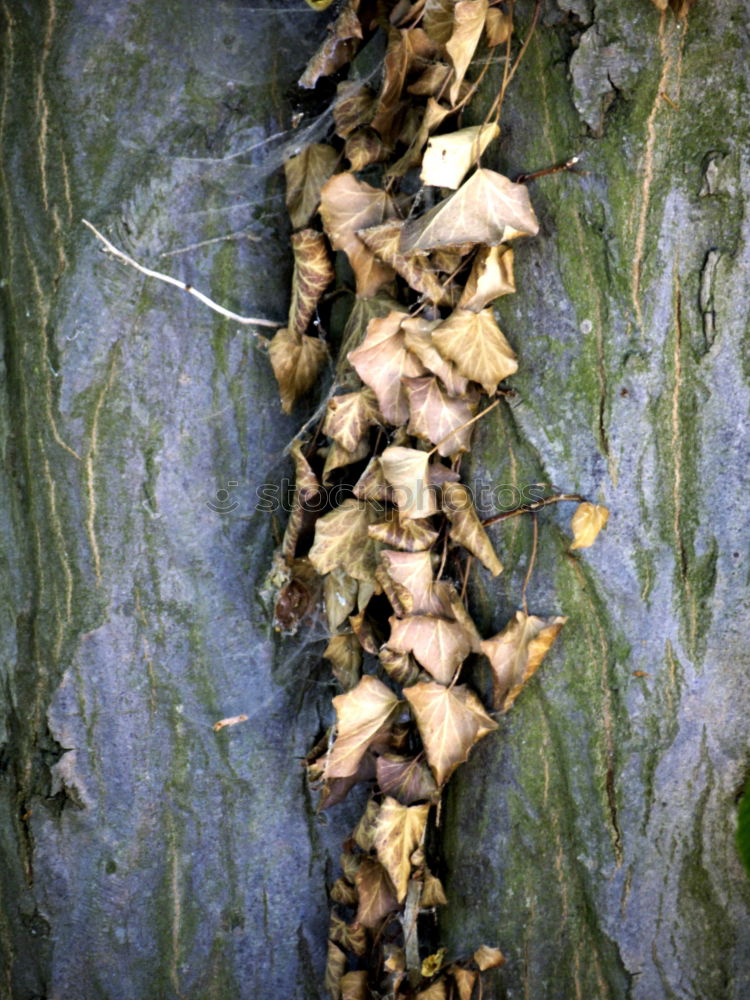 Foto Bild efeu Sträucher Baum Geäst