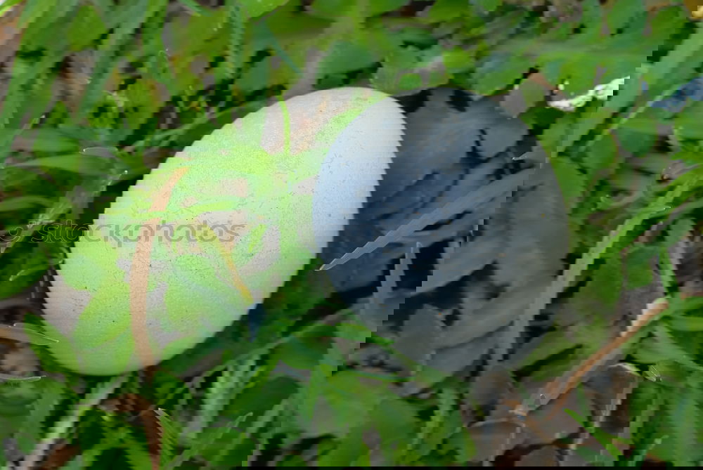 Similar – Image, Stock Photo Space Balls Mushroom Moss