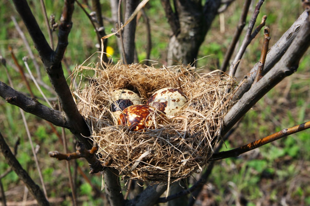 Similar – Blackbird, Turdus, merula