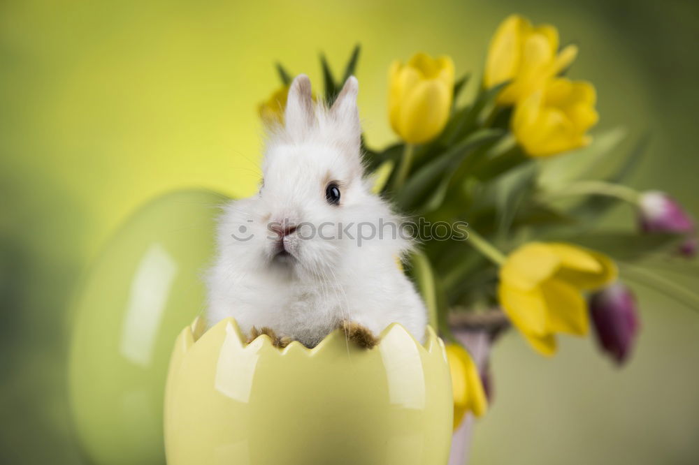 Similar – Cute kitty near bunch of poppies