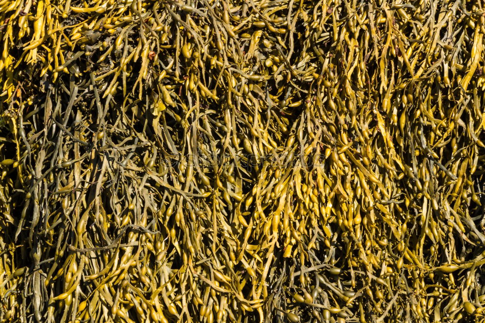 Similar – Fishnets on fish boat. Yellow net.