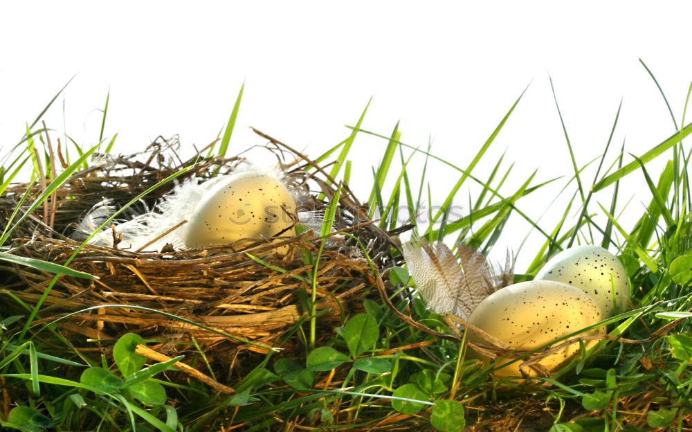 Similar – Image, Stock Photo Empty nest in daddys hand