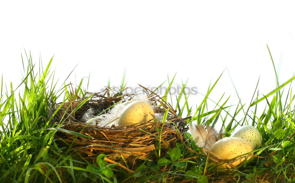 Similar – Image, Stock Photo Empty nest in daddys hand