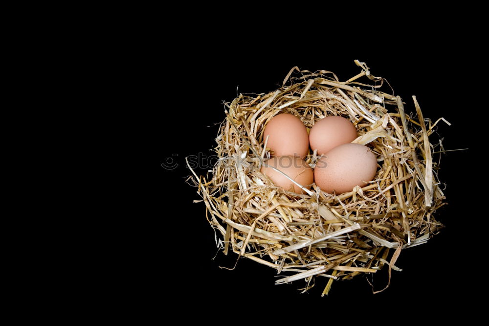 Similar – Image, Stock Photo Organic egg in straw Food