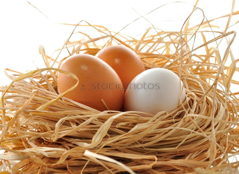 Similar – Natural eggs in nest