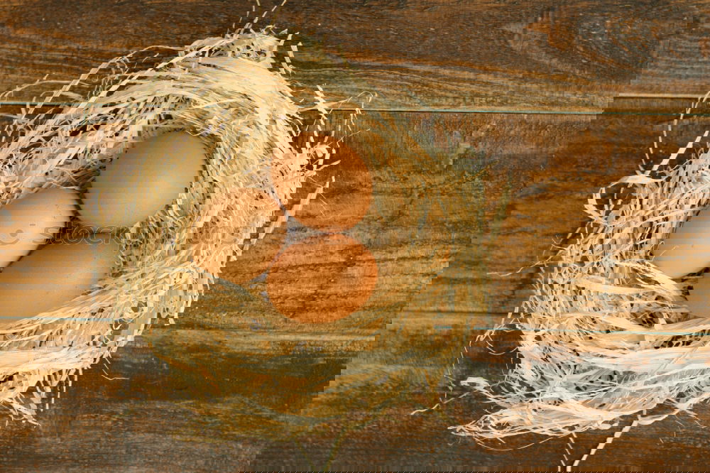 Similar – Image, Stock Photo Fresh chicken eggs in the nest on a rustic background