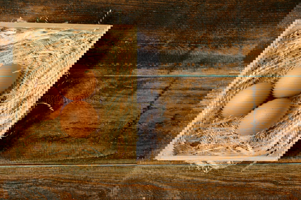 Similar – Image, Stock Photo Fresh chicken eggs in the nest on a rustic background