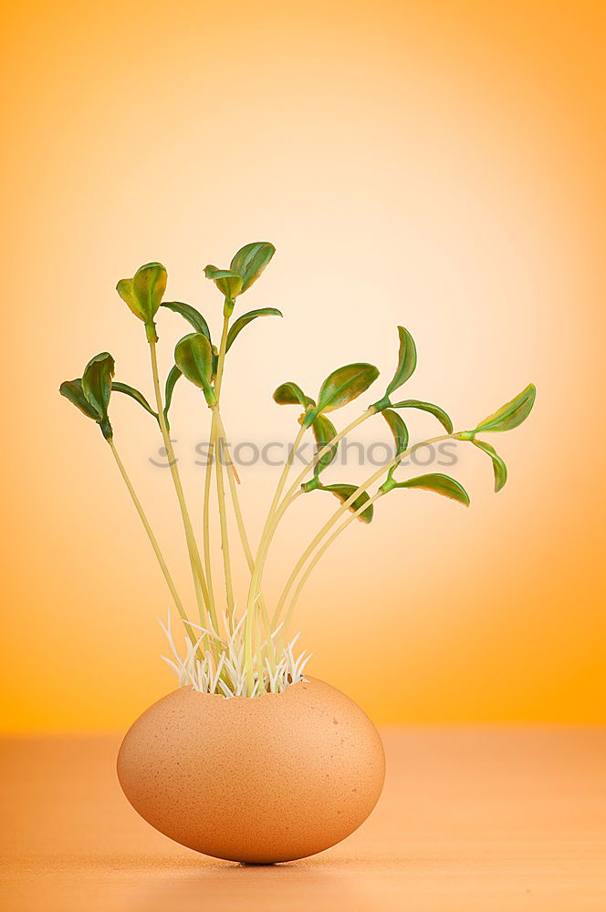 Similar – Image, Stock Photo Basil in a pot Art