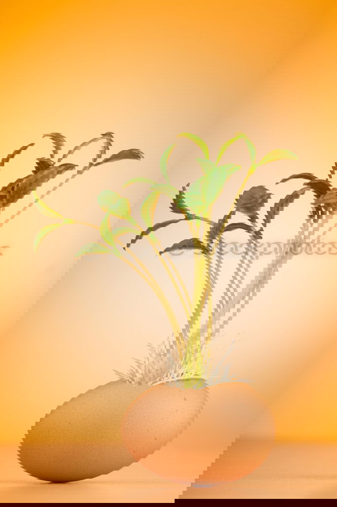 Similar – Image, Stock Photo Rosemary in a pot Art