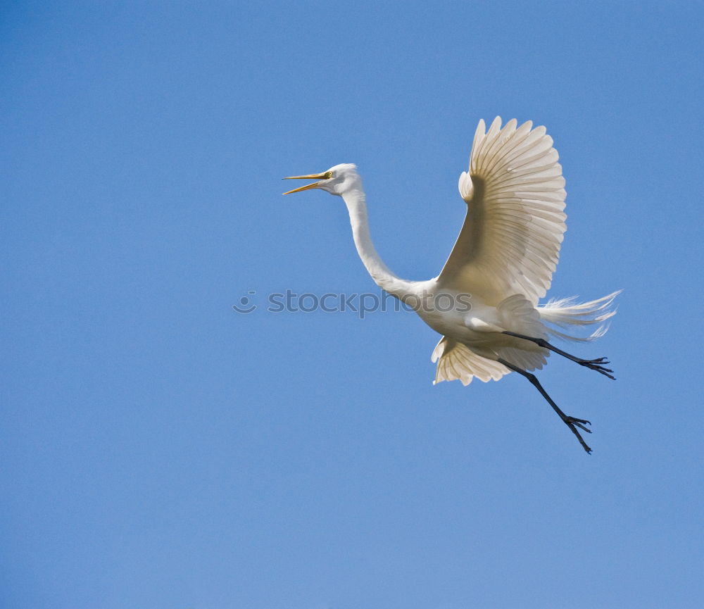 Similar – Image, Stock Photo gulls Baltic Sea Flying