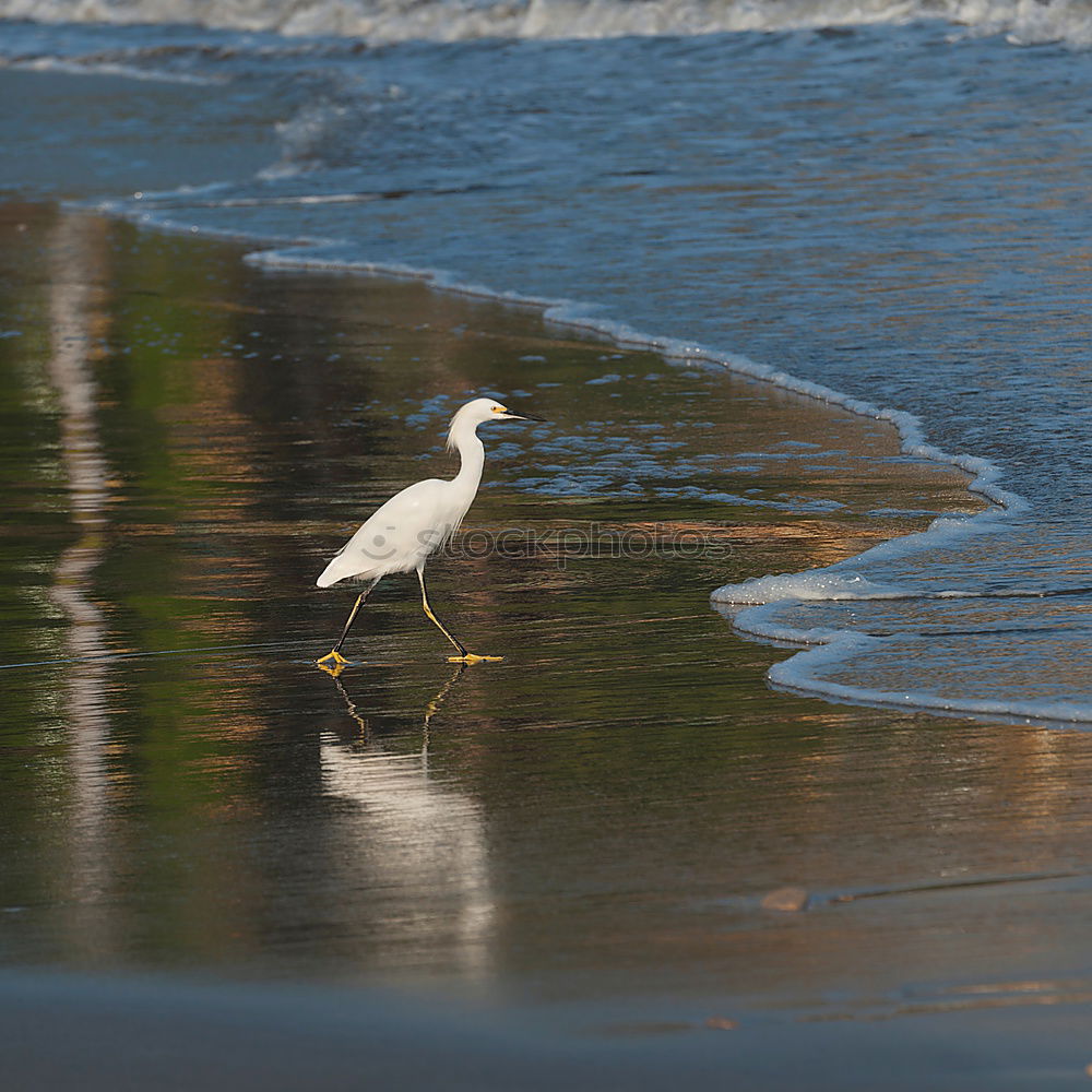 Similar – m_3 Meer Wellen Vogel