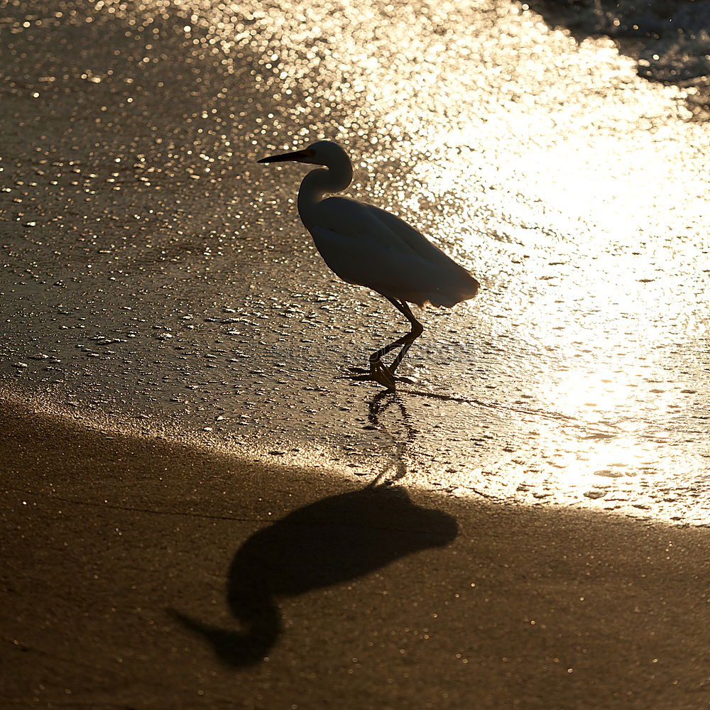 m_3 Meer Wellen Vogel