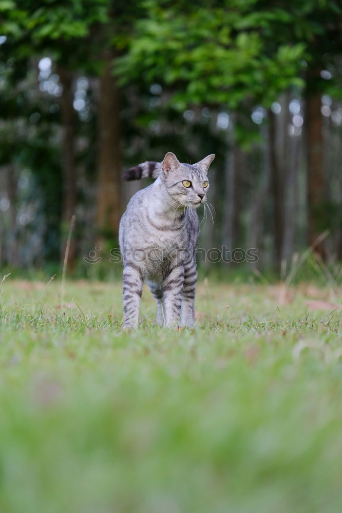 Similar – Image, Stock Photo Australian Shepherd Nature