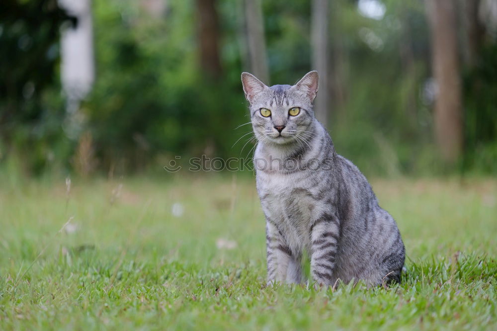 Similar – Image, Stock Photo scratching cat Pet Cat