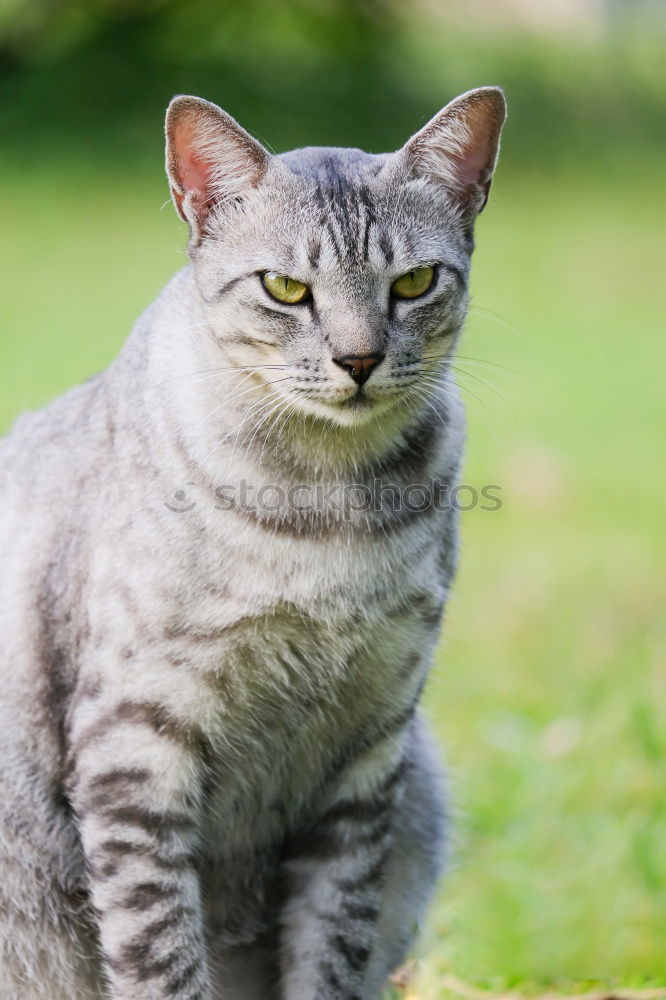 Similar – Image, Stock Photo Cat Lola Garden Animal Pet