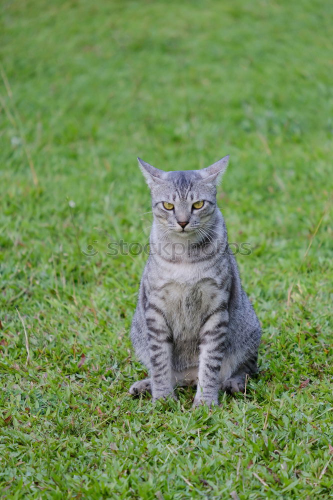 Similar – Image, Stock Photo nocturnal active Cat