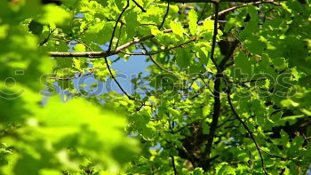 Similar – Blütengrün Baum Wiese Gras