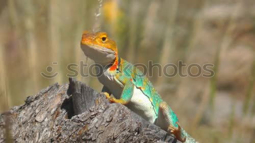 Similar – Image, Stock Photo I am a prince Trip