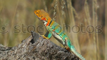 Similar – Image, Stock Photo male oriental garden lizard on a tree