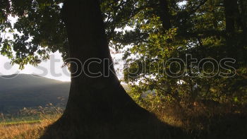 Similar – Image, Stock Photo Corsica in the evening