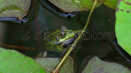 Similar – Prince? Animal Frog Brown