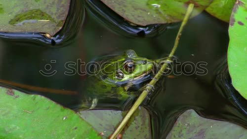 Similar – quack Animal Frog 1 Brown