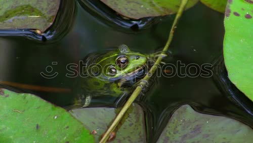 Similar – quack Animal Frog 1 Brown