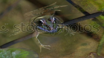 Similar – Foto Bild Frosch Umwelt Tier Wasser