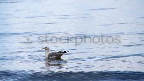 Similar – Image, Stock Photo pick up Nature Elements