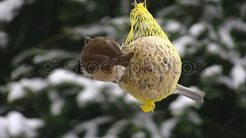 Similar – Foto Bild Vogelfutter Winter Tier