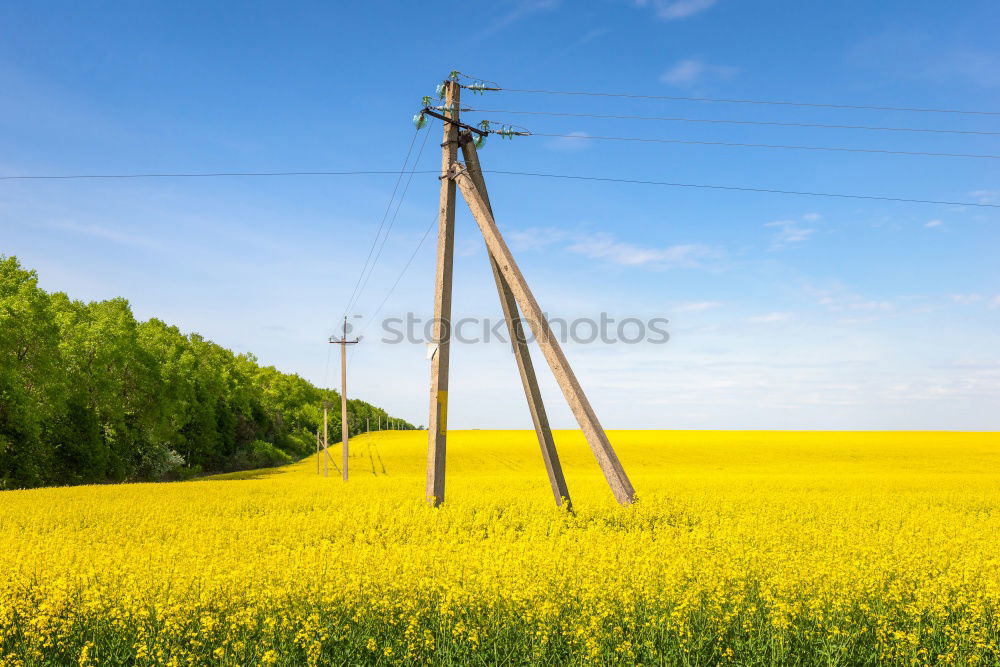 Similar – Foto Bild Rapsfeld unter Hochspannung