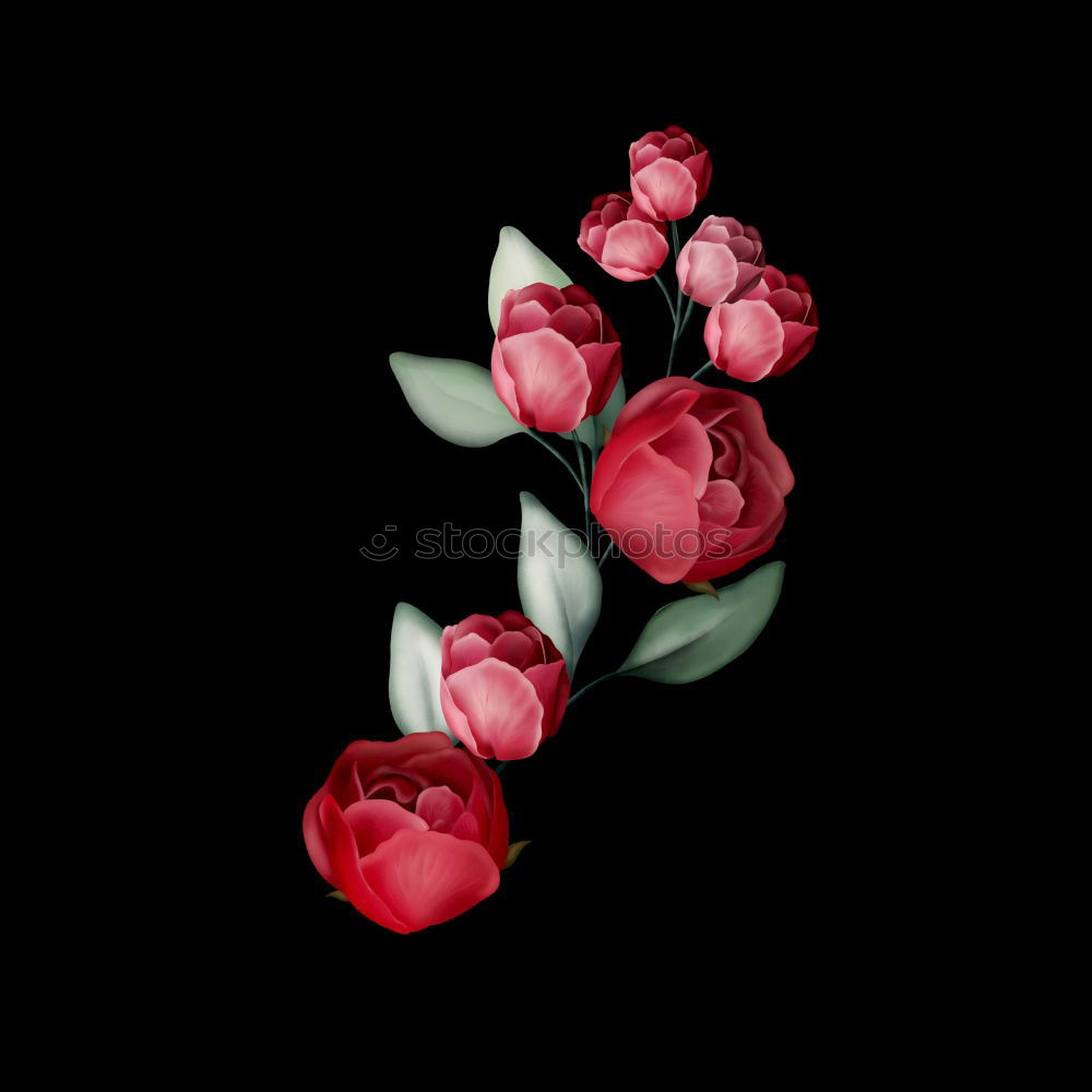 Similar – Image, Stock Photo Beside the pink ones, the white rose did not find itself beautiful at all and sadly let its head hang down.