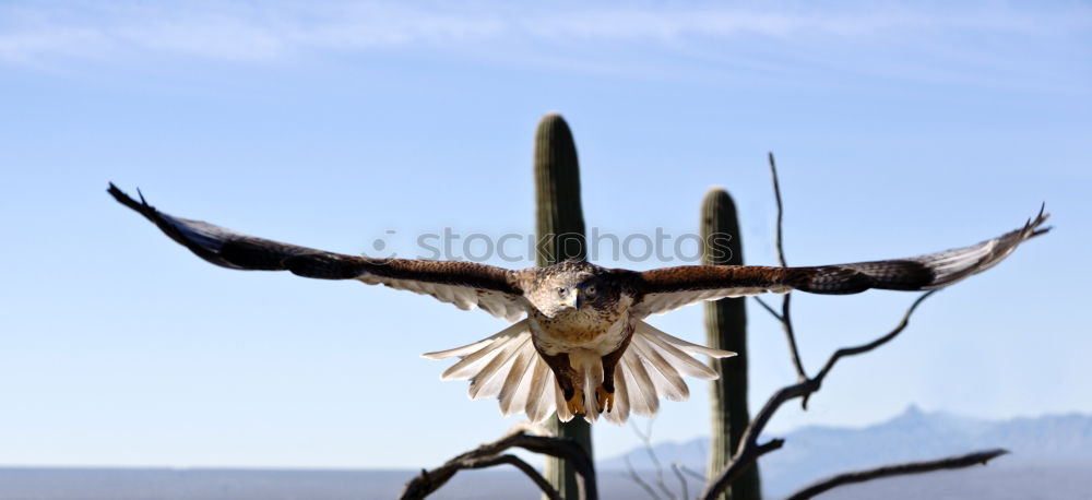 Similar – hang around Vogel Horst