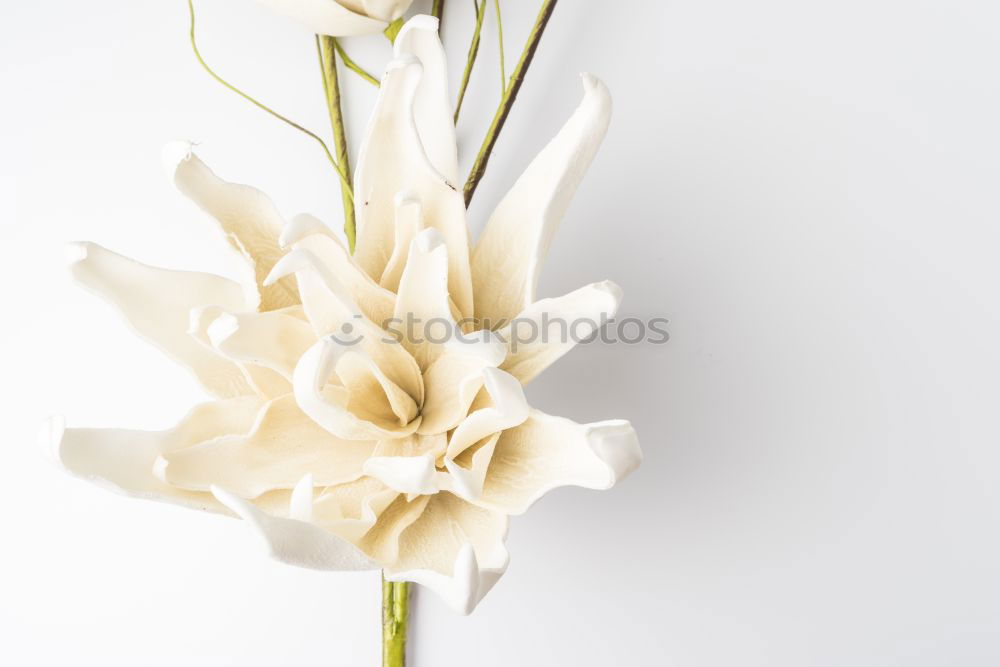 Similar – Image, Stock Photo Beautiful tulips in glass vase on white table