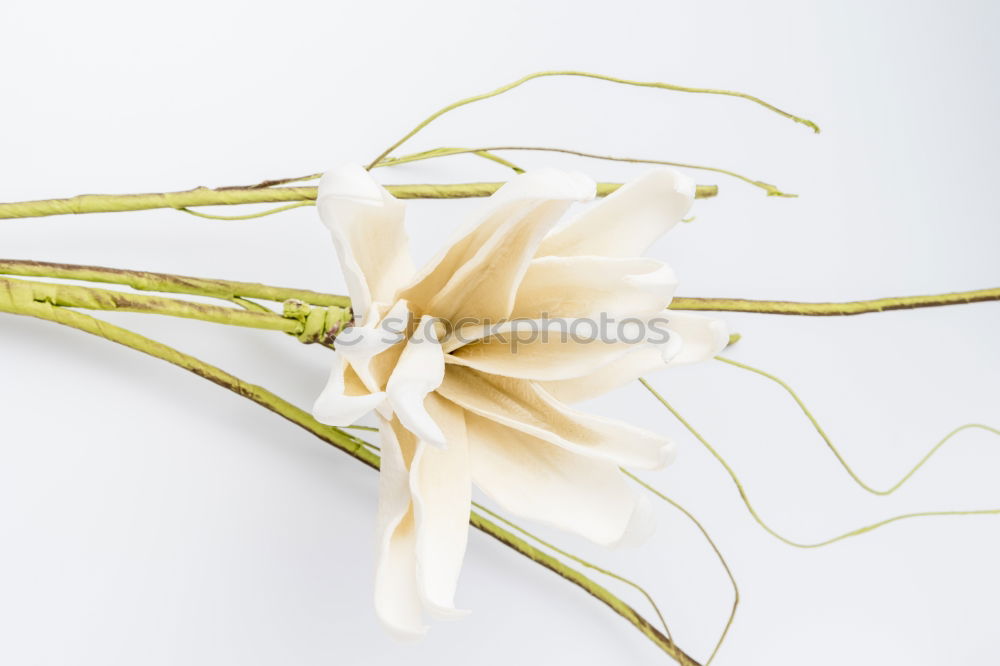 Similar – Flower III Orchid 2