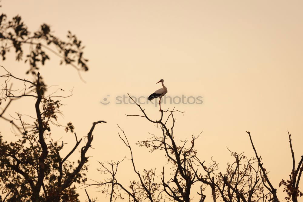 Similar – Amselwinter Vogel Drossel