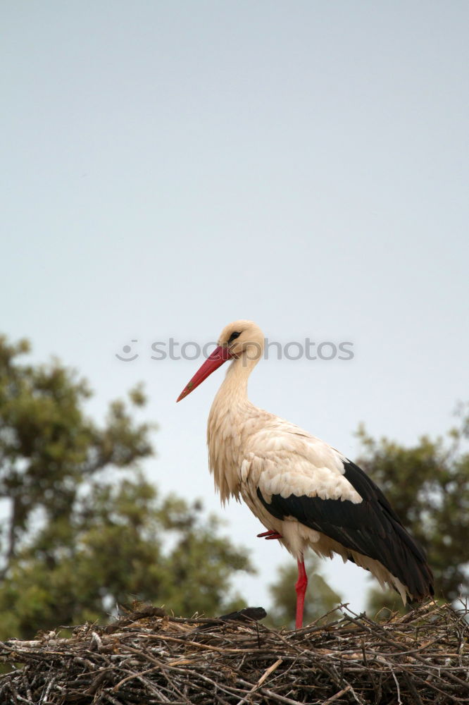 Similar – stork Sky Clouds