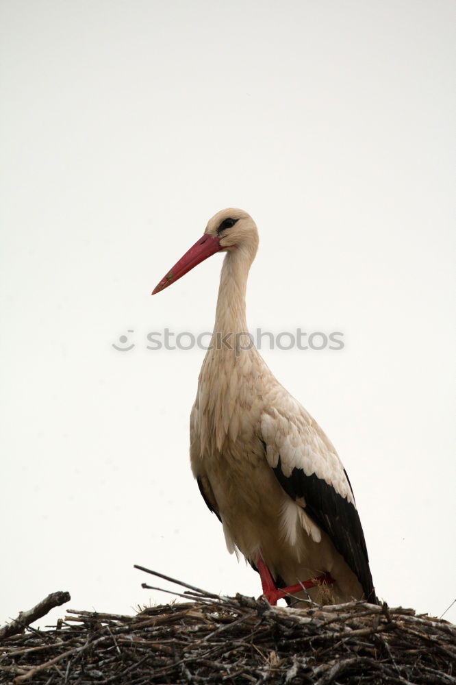 Similar – Image, Stock Photo majesty Nature Animal Sky