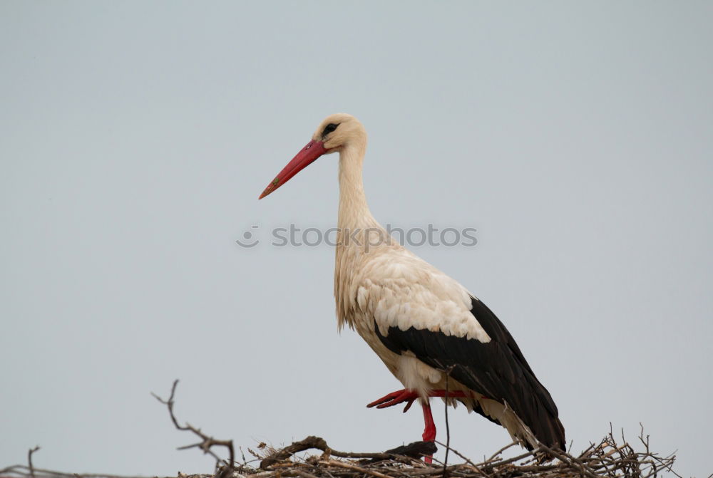 Similar – stork Sky Clouds