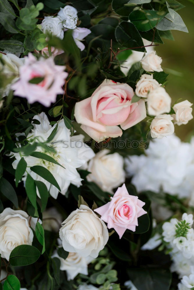 Image, Stock Photo flowers Lifestyle Elegant