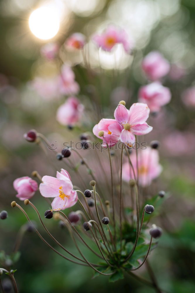 Similar – La vie en rose Plant