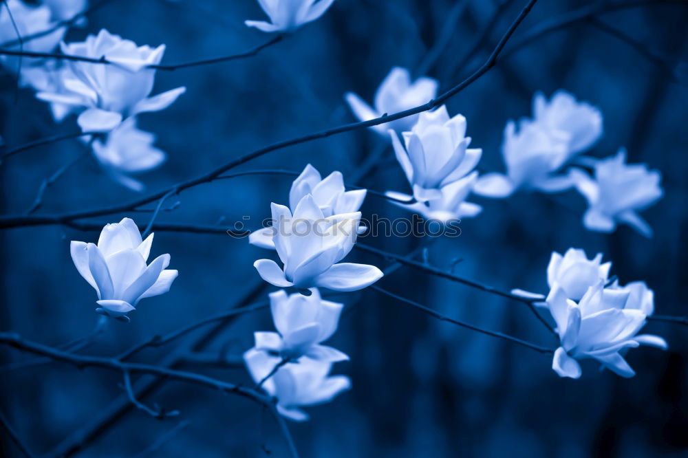 Similar – Image, Stock Photo early bloomers Summer