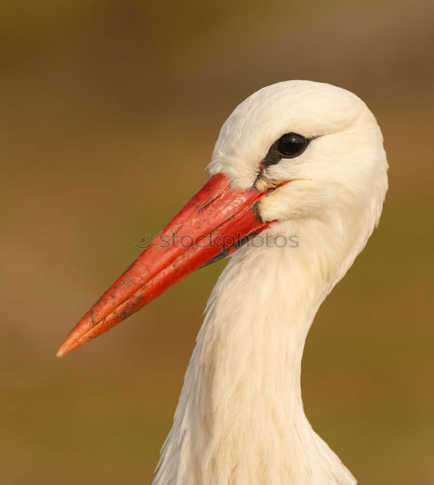 Similar – Image, Stock Photo Portrait of a elegant stork on a natural background