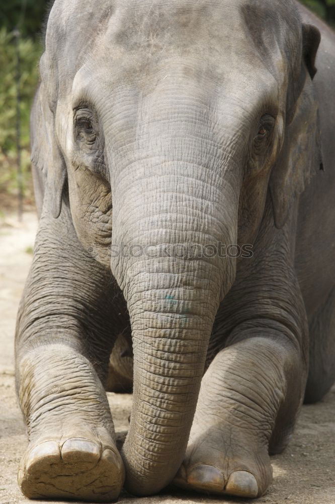 Similar – Image, Stock Photo Asian elephant Elephant