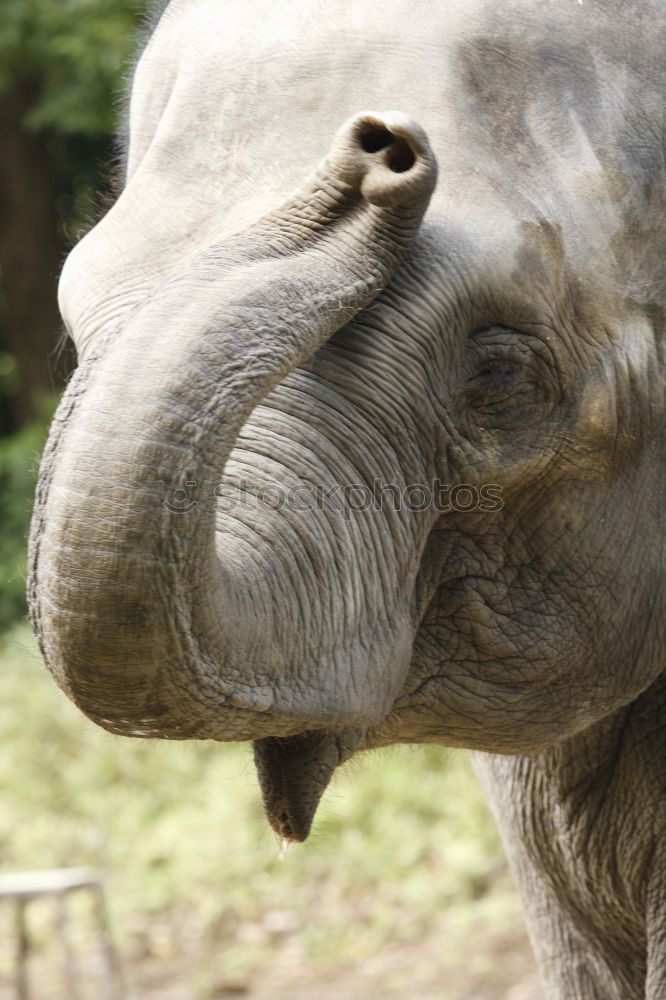 Similar – Image, Stock Photo Asian elephant Elephant