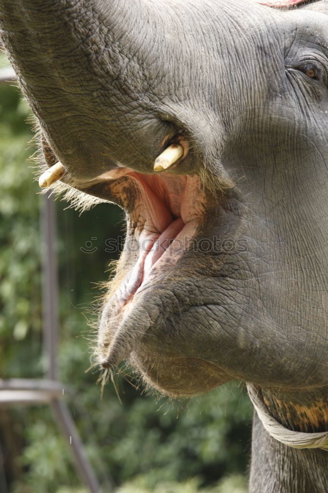 Similar – Image, Stock Photo Destroyed figure of a tyrannosaurus rex lies in the grass and has its own leg in its mouth. Abandoned amusement park