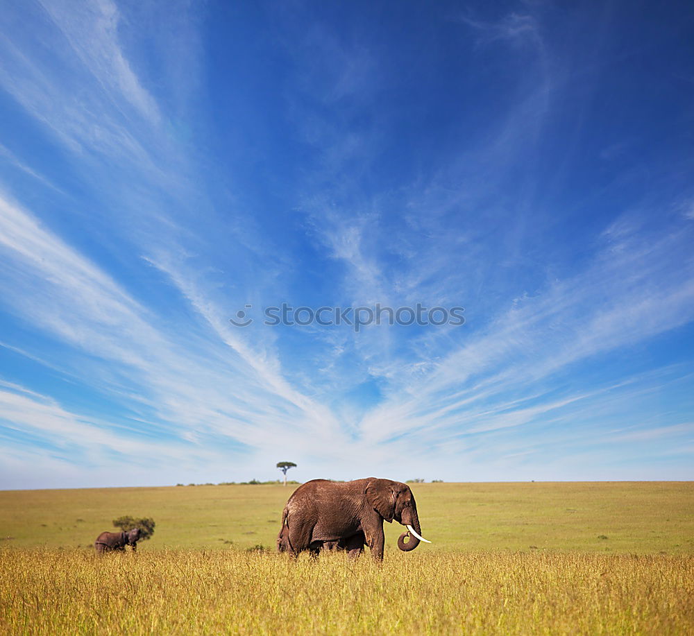 Image, Stock Photo Kenya’s diversity