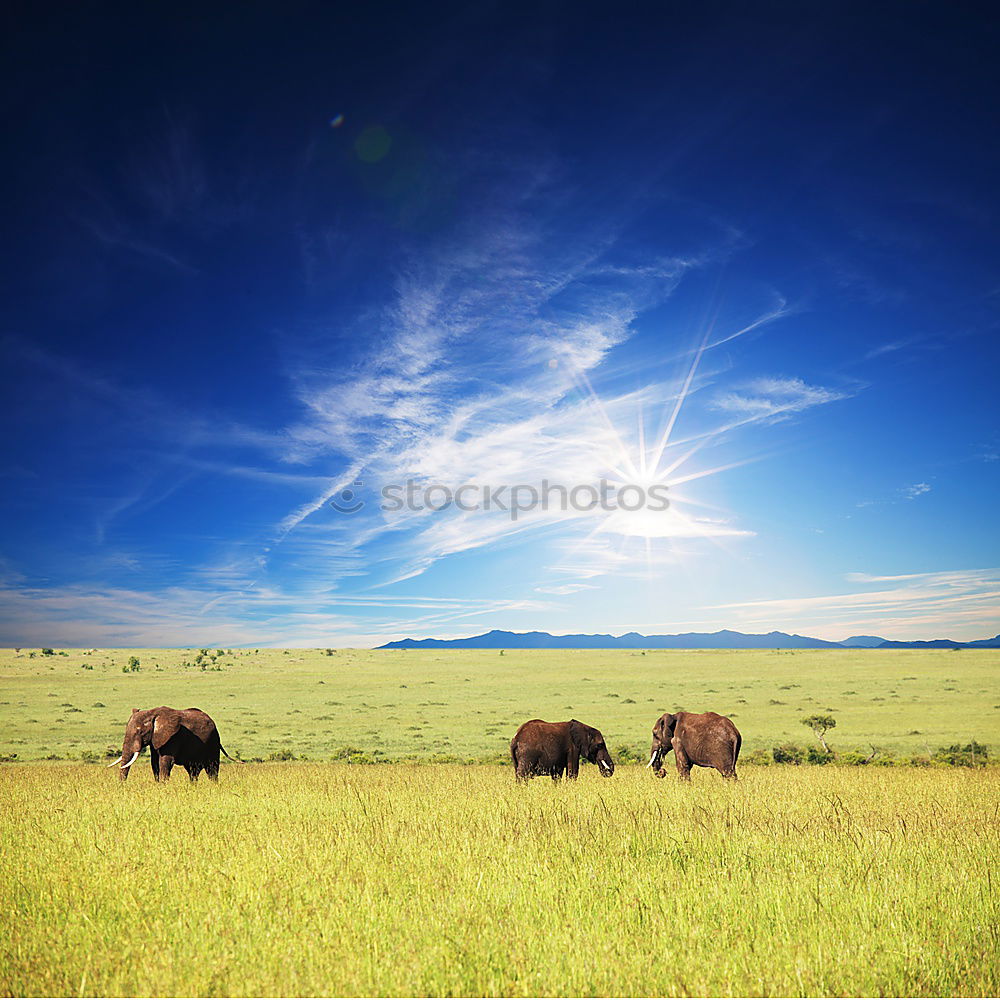 Similar – Landscape of horses on the grasslands